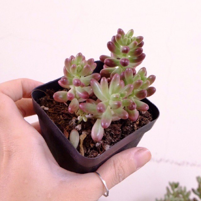 (SEDUM RUBROTINCTUM) SEN ĐÁ THẠCH NGỌC SỮA VAR VÀ THẠCH NGỌC ĐỎ