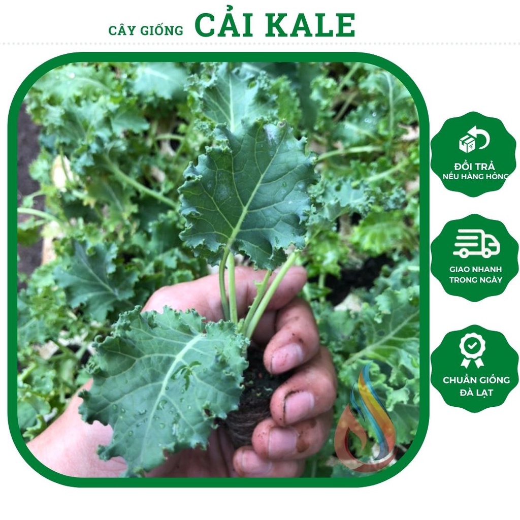 Cây rau giống cái Kale xoăn xanh, cải Kale xoăn tím, rau ăn lá quanh năm (chỉ giao Hoả Tốc TPHCM)
