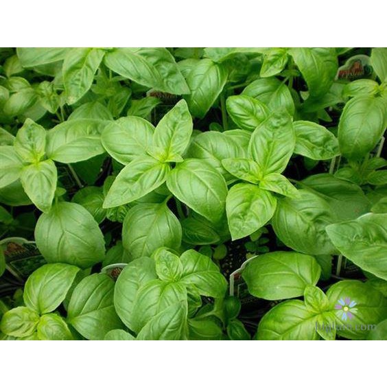 50 Hạt giống húng tây ngọt(BASIL - húng quế ngọt) - tặng kèm thuốc kích mầm