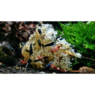 VỎ ĐẬU NÀNH | THỨC ĂN CHO TÉP KIỂNG HỒ CÁ THUỶ SINH