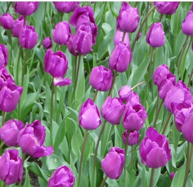 CỦ HOA TULIP NHẬP JAN DE WIT HÀ LAN