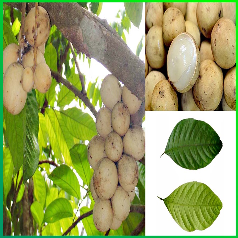 Cây Bòn Bon Thái Lan,cây giống Bòn Bon kèm bầu đất cao tù 40-60cm cho quả siêu to mang lại hiệu quả kinh tế cao