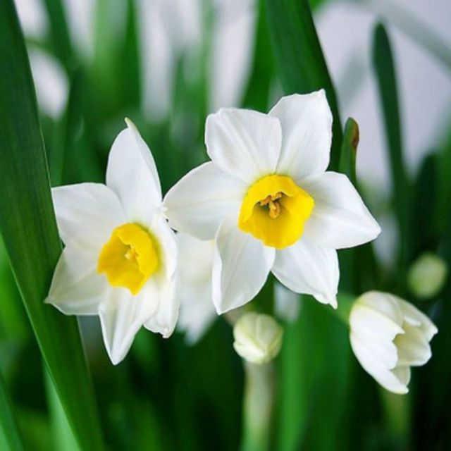 Hoa thủy tiên nước trồng tết