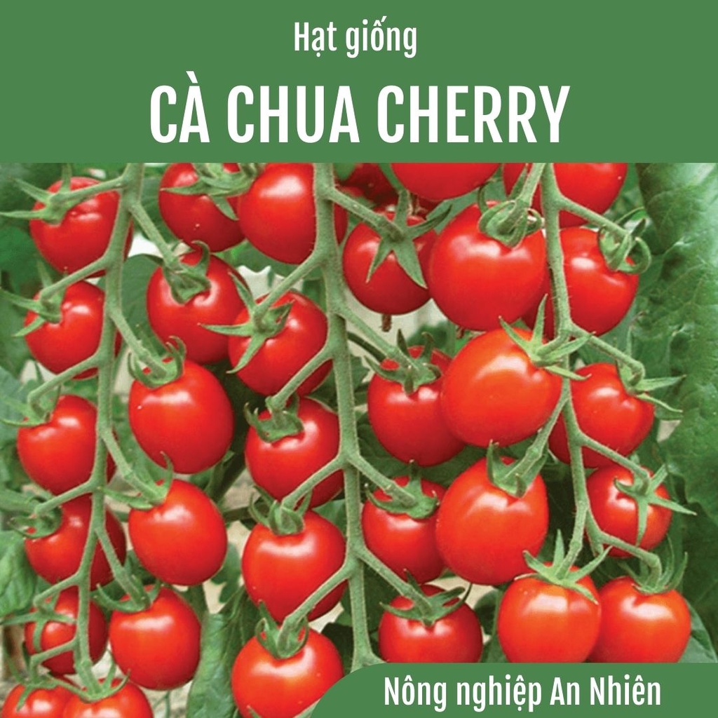 50 Hạt giống Cà chua bi đỏ lai F1 ALPHA Ấn Độ - Cà chua Cherry - Cà chua chuỗi ngọc bổ dưỡng dễ trồng