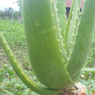 Nha Đam Giống (Cây Giống)