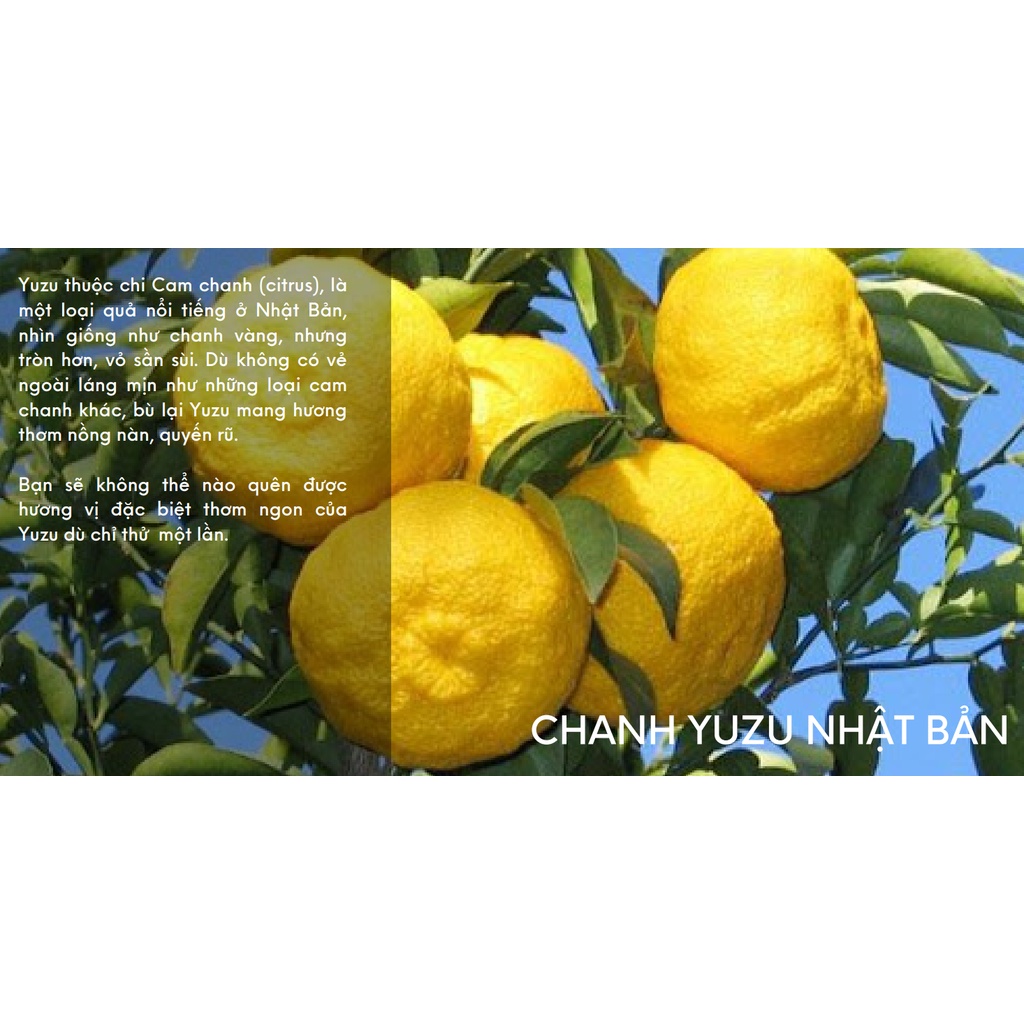 Mật Ong Yuzu Miele 400g