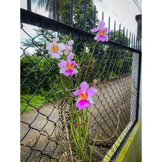 Cây Lan vanda lá kim (50cm)