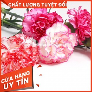 HẠT GIỐNG HOA CẨM CHƯỚNG KÉP MIX - Còn hàng