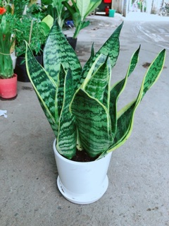 Chậu Lưỡi Hổ Cao