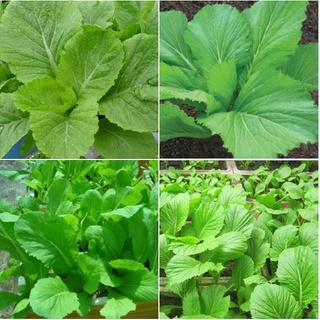 Hạt giống Cải mơ Trồng quanh năm