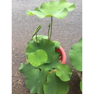 5 Củ Sen Giống (Hoa sen)