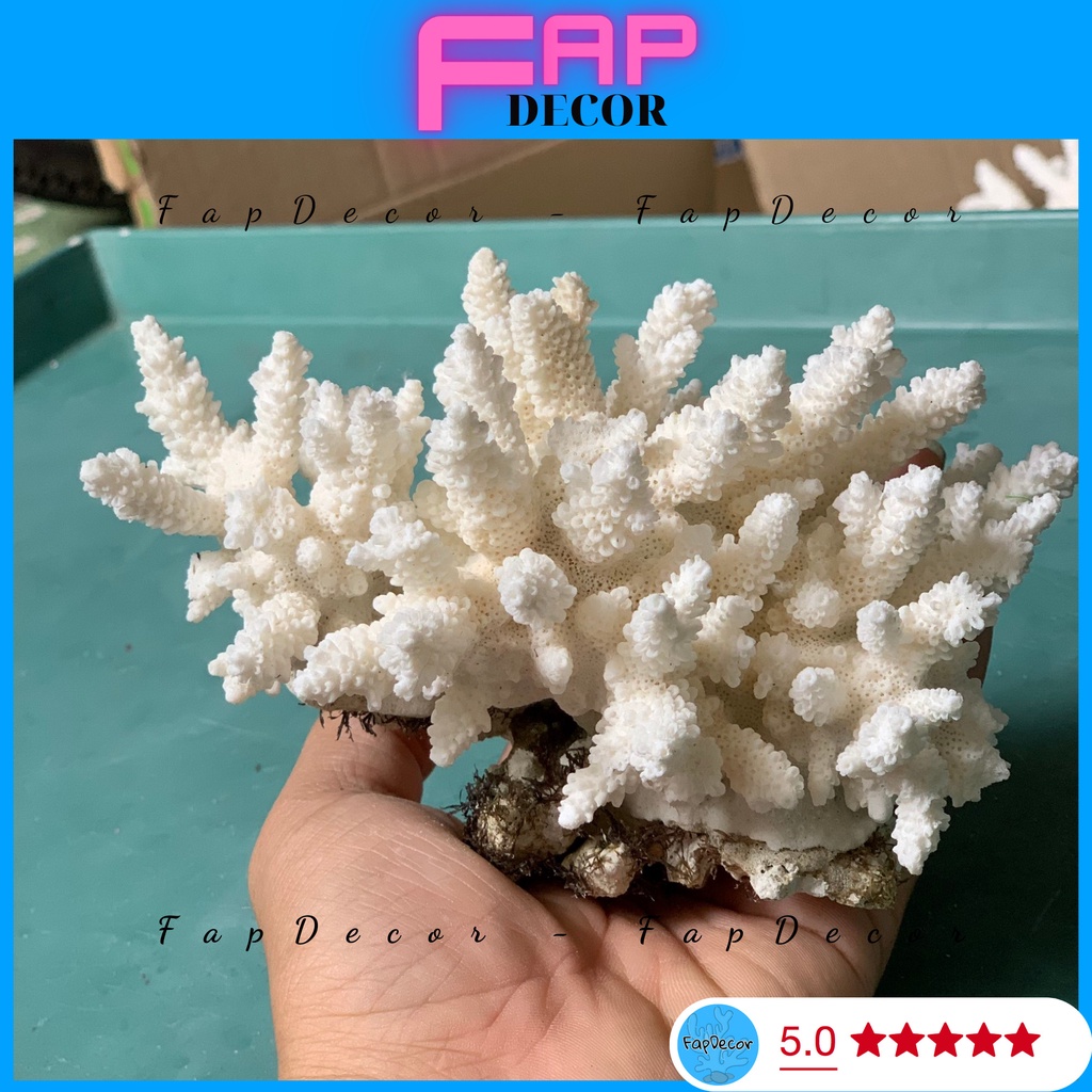 ( 15K 1 CỤC ) BÔNG RẠN BIỂN SAN HÔ PHONG THỦY SIÊU ĐẸP THỜI TRANG DECOR THỦY SINH, TRANG TRÍ NHÀ CỬA ĐẸP