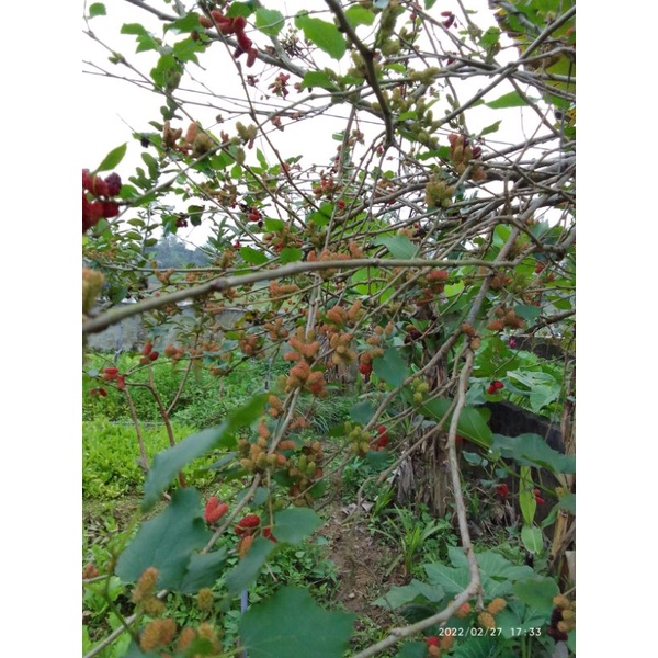 Cây dâu tằm ăn quả/cây giống dâu tằm sai trái