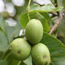 Giống cây óc chó