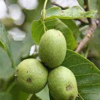 Giống cây óc chó