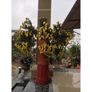 com bo 10 cây giống cúc chi rủ vàng