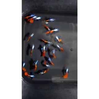 Dumble Halfmoon 7 màu guppy