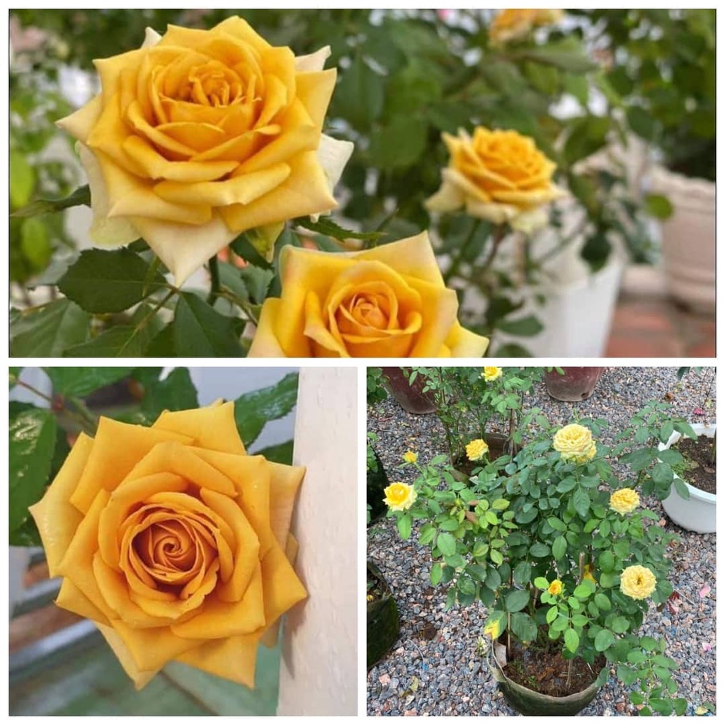 Hoa hồng Pine Dream rose –