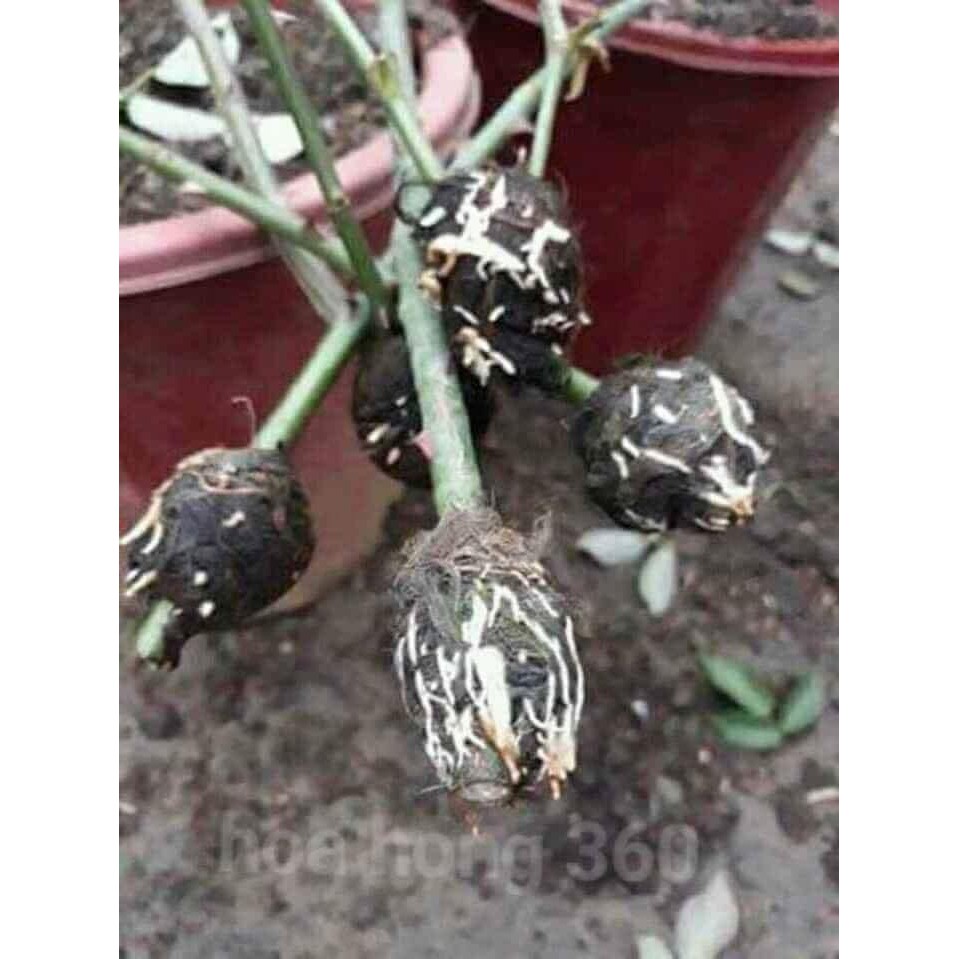 Cành Chiết Hoa Hồng Cổ Sơn La