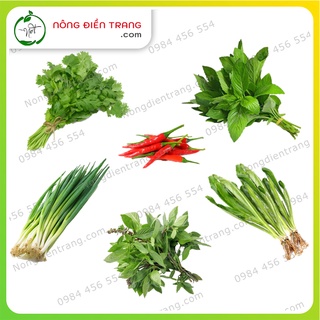 Combo 6 gói hạt giống rau gia vị các loại siêu tiết kiệm rau quế húng cây ớt ngò gai ngò rí hành lá vtnn nông điền trang