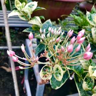 Cây bông trang (mẫu đơn) cẩm thạch - 1 chậu