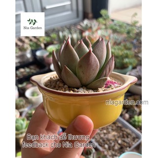 (G89) Ly gốm Nhật trồng sen đá (đã khoan lỗ) - GSN