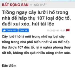 Cây lưỡi hổ