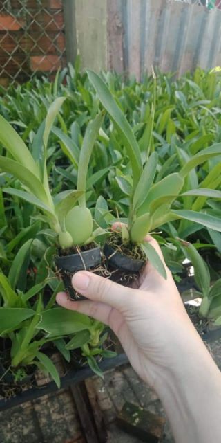 Combo 4 loại vũ nữ giống