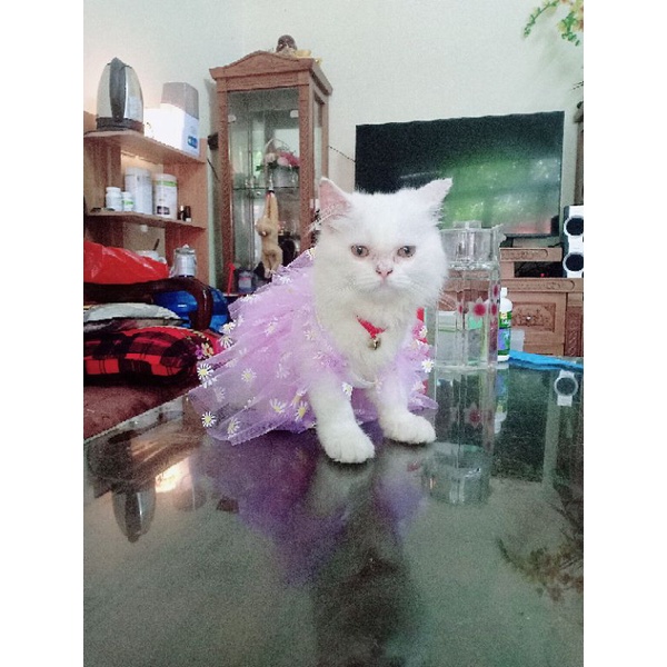 Đầm tết cho chó mèo dễ thương có size nhỏ
