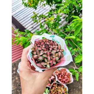 Cây cẩm nhung màu đỏ