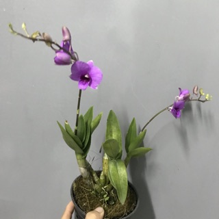 Hoa Lan yayamini chậu đang nụ, hoa