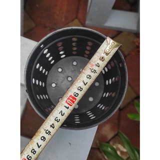 Chậu nhựa nhiều lỗ trồng phong lan, kiểng lá