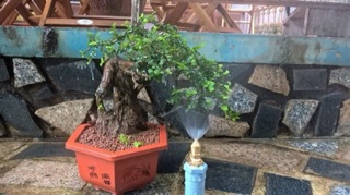 Béc phun sương đồng chân ren 21