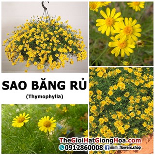 (giá rẻ) Hạt giống hoa cúc Sao băng rủ