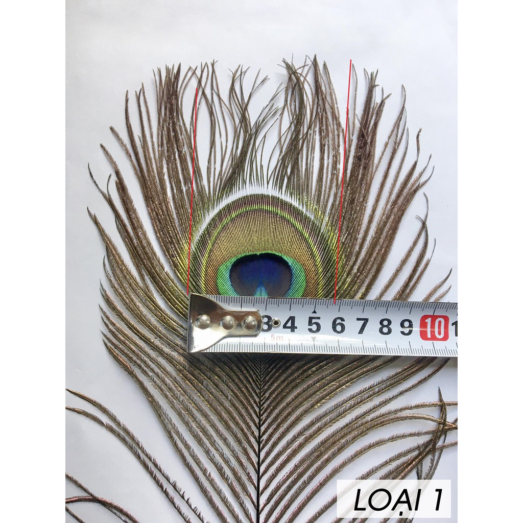 Lông công phong thủy cành dài 80~100cm mắt lông 4-5cm | BigBuy360 - bigbuy360.vn