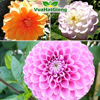 Hạt Giống Hoa Thược Dược Mix Đủ Màu