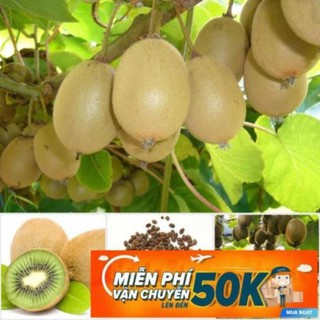 30 Hạt giống Kiwi xanh LuckyseadTG