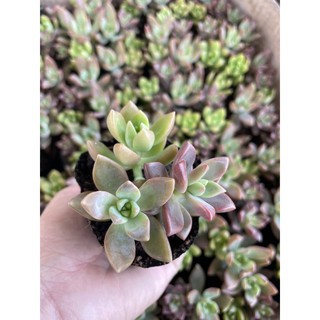 Sen đá bầu 3 cây