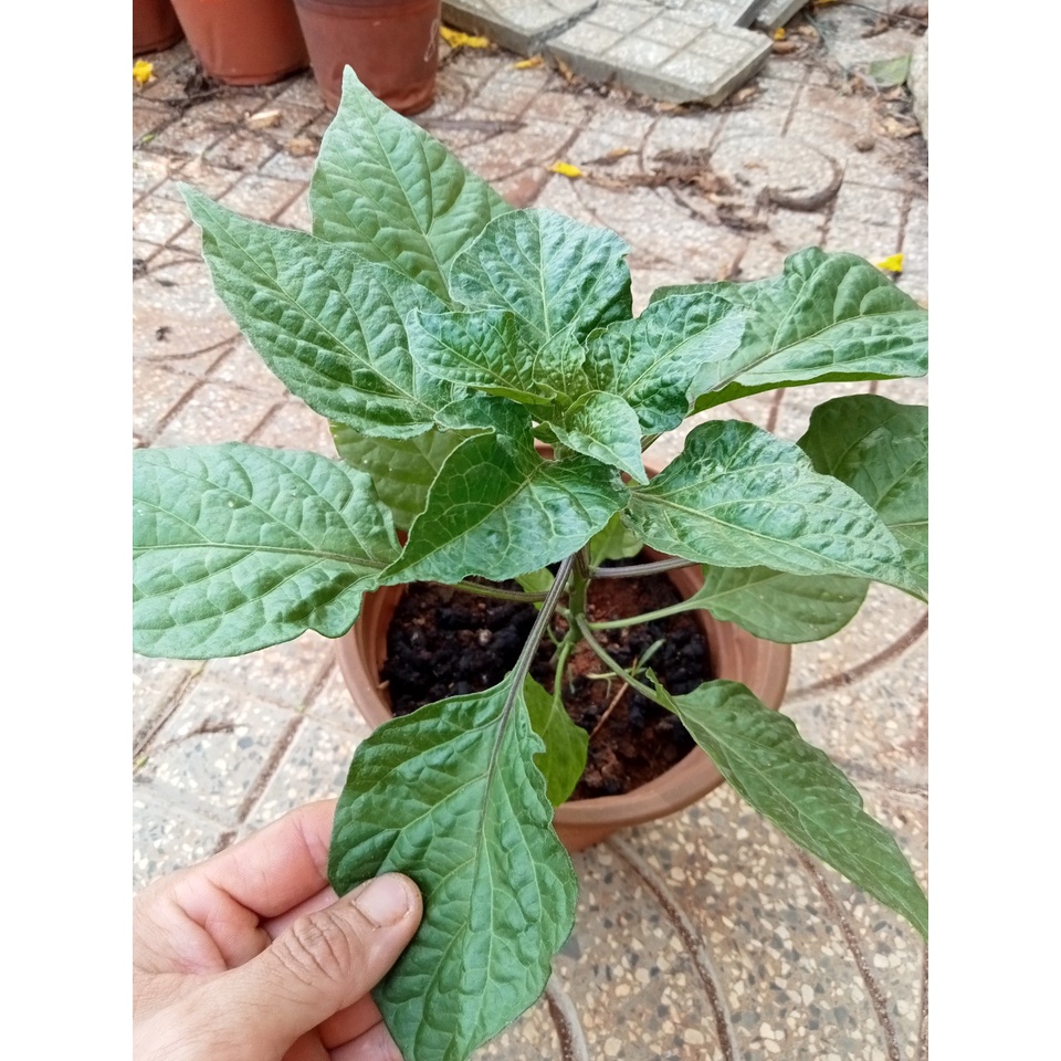 Ớt Ghost, Cây giống cao 20-30cm (Purple Ghost,  White Ghost, Ghost Ogrange jami)