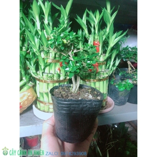 Cây Sam Hương Bonsai