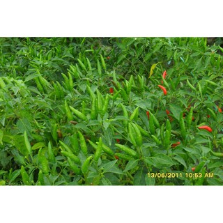 HẠT ỚT XIÊM XANH - GÓI 0.1 GRAM