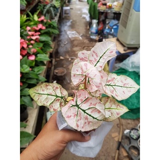 Cây Mon cảnh - Cây Muống Nhật