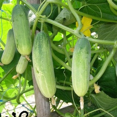 Hạt giống dưa chuột thái (tặng phân)