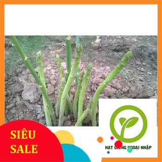 50 hạt giống măng tây xanh F1 hạt đen tỷ lệ nảy mầm 95% xuất xứ mỹ HAT F1