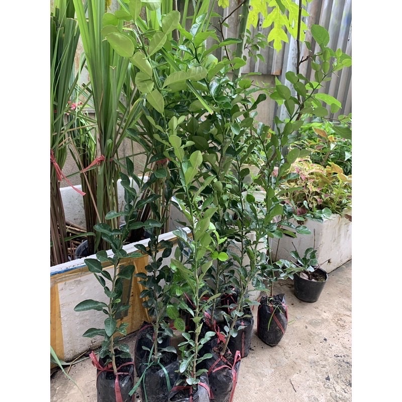 CÂY CHÚC- CHANH THÁI cm