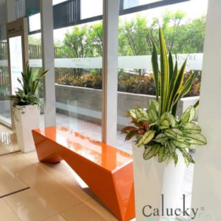 Cây 🌲 Lưỡi hổ cao