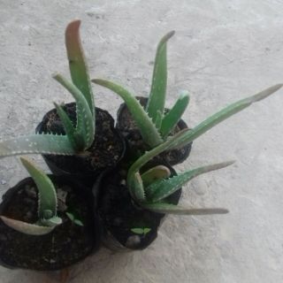 Cây nha đam giống Mỹ ( không  bầu  đất )