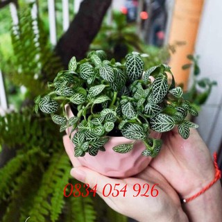 Chậu Trồng Cây Mini Bằng Gốm Sứ