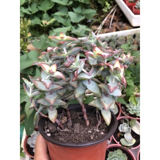 Sen đá Xiên Thịt viền đỏ 17cm