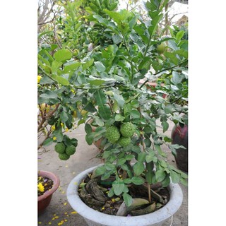 🍋 Trúc An Giang .... Trúc hấp Gà An Giang